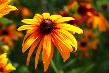 rudbekia dwubarwna Rudbeckia bicolor