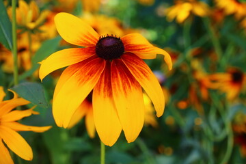 rudbekia dwubarwna Rudbeckia bicolor