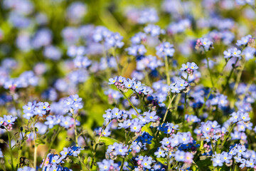 Spring floral background. First spring flowers. Flowers in spring.