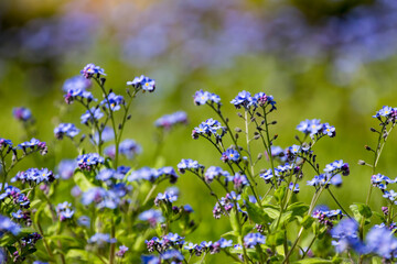 Spring floral background. First spring flowers. Flowers in spring.