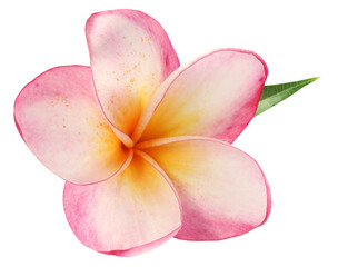 Frangipani