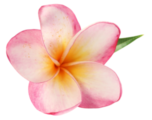 Frangipani