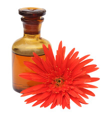 Gerbera with bottle of essential oil