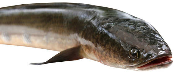 Giant Snakehead known as gozar fish in Bangladesh