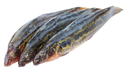 Annaldale Loach or gutum fish of Bangladesh