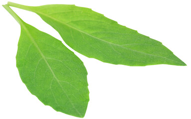 Fototapeta na wymiar Gynura procumbens known as longevity spinach