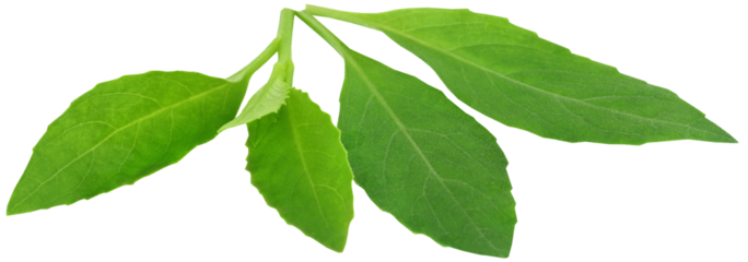 Gynura procumbens known as longevity spinach