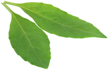 Gynura procumbens known as longevity spinach