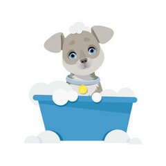 Gray dog sits washes in a bowl with bubbles