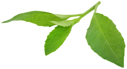 Gynura procumbens known as longevity spinach