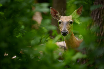 A mother deer watches through the trees