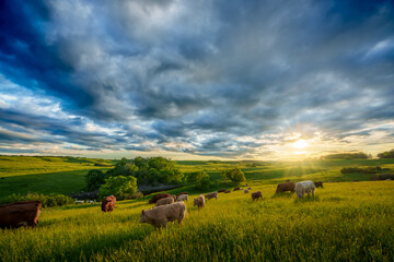 Cows grazing in a the pasture at sunset