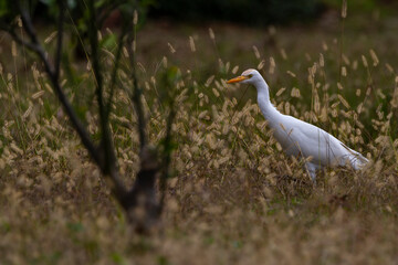 a Bubulcus ibis wandering among the reeds