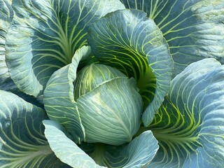 Cabbage growing in the vegetable garden.