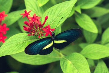 Blue butterfly pollinating a red Egyptian star flower