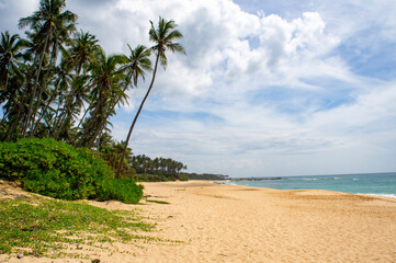 Beautiful tropical landscape. Sandy ocean shore. Beautiful texture background for tourism, design...