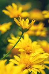 Yellow daisy blooming in the middle of an out of focus field of other daisies - obrazy, fototapety, plakaty
