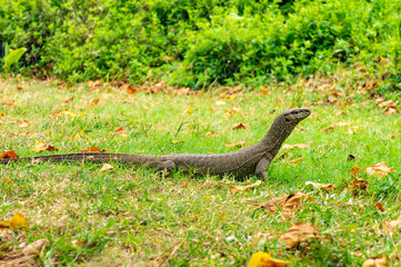 Lizard varan in the rainforest in Asia. Reptile close-up
