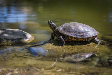 Obraz premium Tartaruga che prende il sole