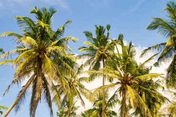 Fototapeta na wymiar Beautiful tropical palm trees in Asia