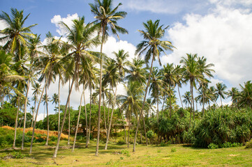 Beautiful tropical palm trees in Asia