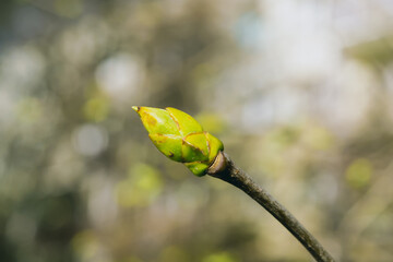 buds on branches