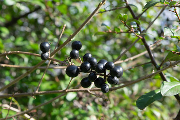 Ligustrum vulgare, wild privet