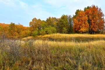 Fototapeta premium Autumn, beautiful landscape forest and field with dense grass.