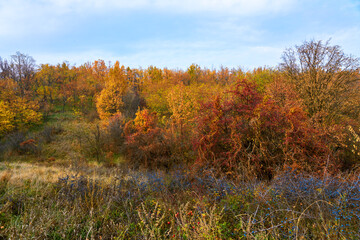 Autumn landscape, forest on the hills and thorn berries on the bushes.