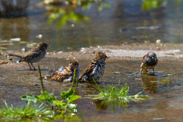 Sparrows bathe in a puddle in summer.