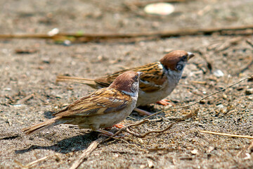 Little sparrow, funny birds close-up.