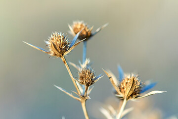 Dry thistle in the field close-up.