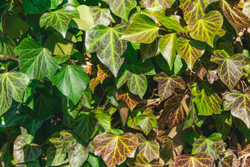 green ivy background