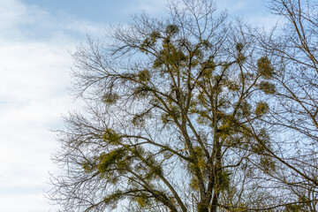 mistletoe in a tree against the blue sky