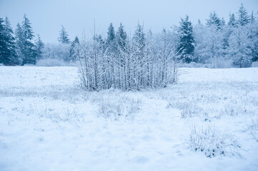Late Winter Snowfall in the Pacific Northwest. Beautiful blanket of freshly fallen snow carpets a forest on an island in the Salish Sea area western Washington state.