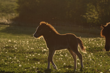 Cute icelandic horse foal on the paddock with dandelion flowers.
