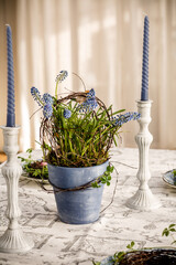 Spring composition in blue tones, muscari in blue pot and with blue candles