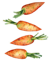 Carrot set watercolor elements isolated on transparent background