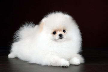 Cute fluffy Pomeranian puppy. White Puppy