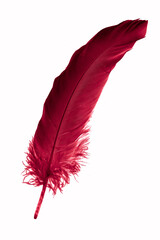 red goose feather on a white isolated background