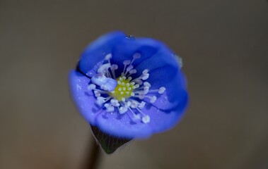 Liverwort - Hepatica nobilis, Blue flower medicinal, used in diseases of the liver and gallbladder.