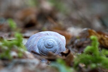 snail shell abandoned and empty in the leaves in spring.