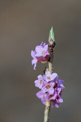Daphne mezereum (Daphne mezereum) is a highly poisonous shrub from the Sparrow family.
