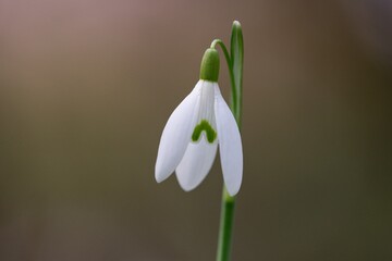 Snowdrop a widely cultivated bulbous European plant that bears drooping white flowers during the late winter.