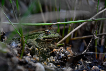 Frog waiting the night !