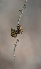 Pine cone Deciduous larch (Larix decidua), also known as European larch, is a stout conifer from the pine family.