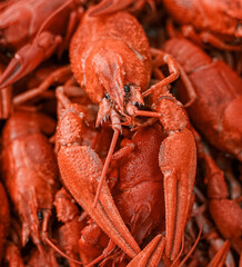 Delicious red boiled crayfishes closeup