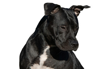 PNG photo of black dog torso portrait with transparent background. High-quality image captures the dog's sleek fur and expressive gaze