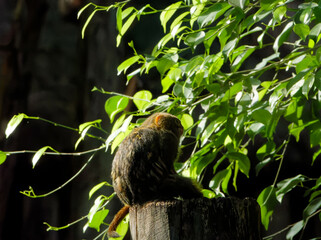 pygmy marmoset resting on a pole