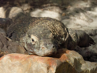 komodo lizard resting on a rock